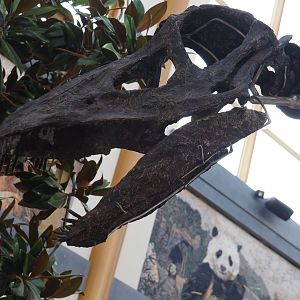 Apatosaurus skeleton 'Vulcain' (Apatosaurus species nova) in entrance gallery 'Gallery of the Worlds', detail of skull, 2025-09-01