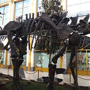 Apatosaurus skeleton 'Vulcain' (Apatosaurus species nova) in entrance gallery 'Gallery of the Worlds', 2025-09-01