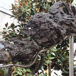 Apatosaurus skeleton 'Vulcain' (Apatosaurus species nova) in entrance gallery, detail of deformity in tail, 2025-09-01
