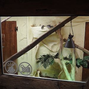 Ornate monitor terrarium, 2025-09-01