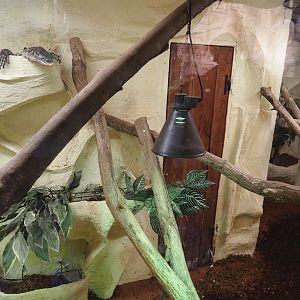 Ornate monitor terrarium, 2025-09-01