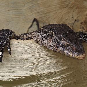 Ornate monitor (Varanus ornatus), 2025-09-01