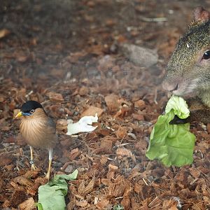 Brahminy starling (Sturnia pagodarum) and Azara's agouti (Dasyprocta azarae), 2025-09-01