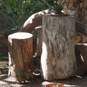 Azara's agouti (Dasyprocta azarae) and White-cheeked turaco (Menelikornis leucotis leucotis), 2025-09-01