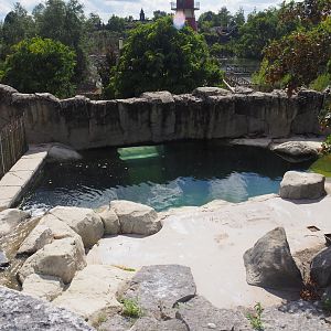 Magellanic steamer duck exhibit, 2025-09-01