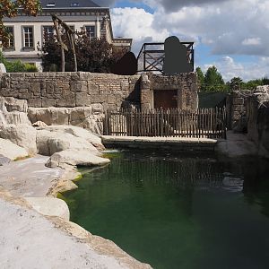 Magellanic steamer duck exhibit, 2025-09-01