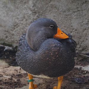 Magellanic steamer duck (Tachyeres pteneres), 2025-09-01