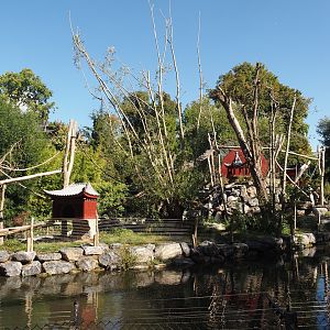 Qinling golden snub-nosed monkey island, 2025-09-01