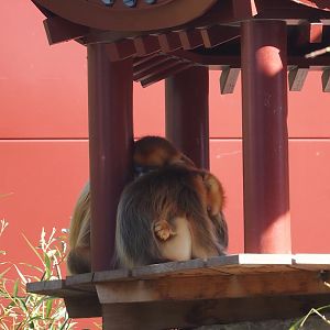 Qinling golden snub-nosed monkeys (Rhinopithecus roxellana qinlingensis), 2025-09-01