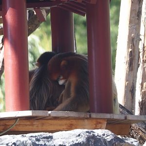 Qinling golden snub-nosed monkeys (Rhinopithecus roxellana qinlingensis), 2025-09-01