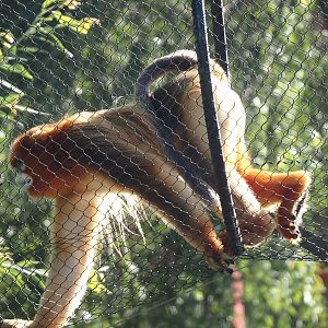 Qinling golden snub-nosed monkey (Rhinopithecus roxellana qinlingensis), 2025-09-01