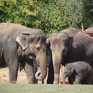 Asian elephants (Elephas maximus) with calf, 2025-09-01