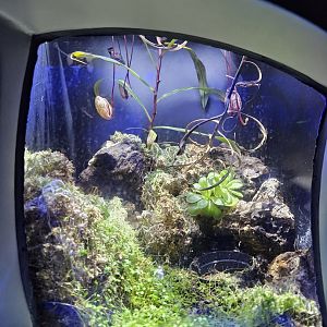 Carnivorous Plant display (Water Planet)