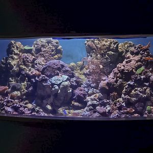 Caribbean Reef Tank (Twilight Zone Gallery)