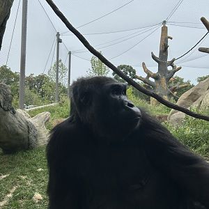 Tropical Forests- Gorilla