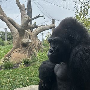 Tropical Forests- Gorilla
