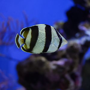Banded Butterflyfish