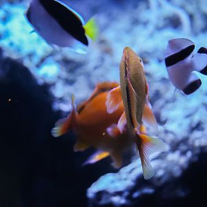 Hawaiian Twilight Zone Fishes