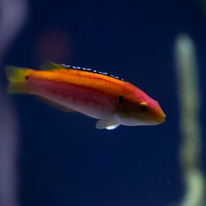 Yellow Candy Hogfish