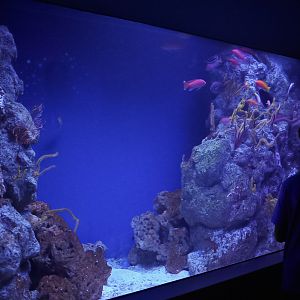 Gorgonian Twilight Zone exhibit (Twilight Zone Gallery)