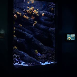 Neptune Grouper exhibit (Twilight Zone Gallery)