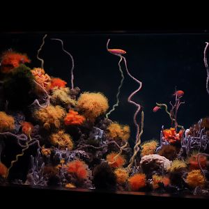 Twilight Zone Reef Tank (Twilight Zone Gallery)
