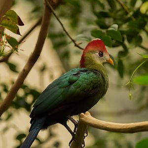 Red-Crested Turaco