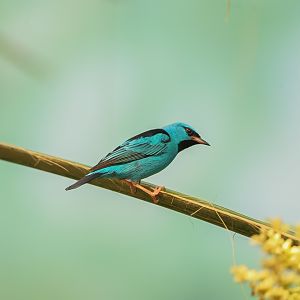 Blue Dacnis