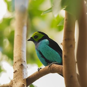 Paradise Tanager