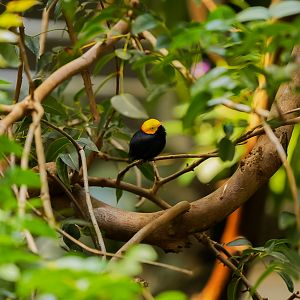 Golden-headed Manakin