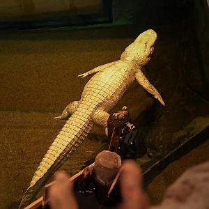Claude the Albino American Alligator