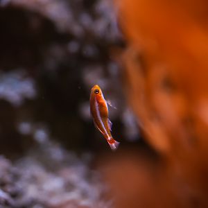 Bluestripe Pygmy Goby