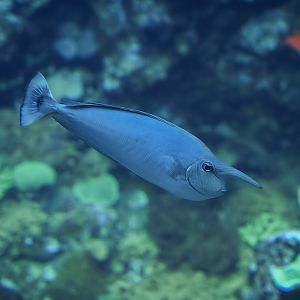 Whitemargain Unicornfish