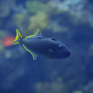 Blue Throat Triggerfish