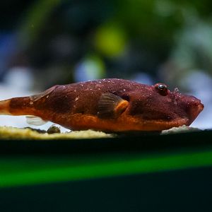 Congo Pufferfish