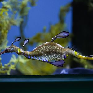 Weedy Seadragon