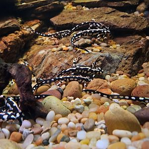 Luristan Newts