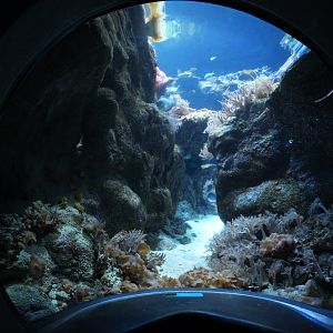 Garden Eel viewing (Philippine Coral Reef)