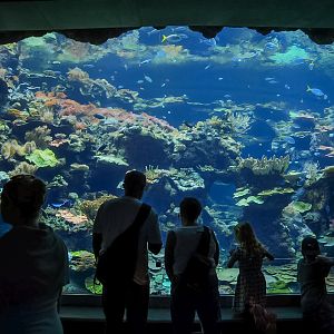 Side viewing area (Philippine Coral Reef)