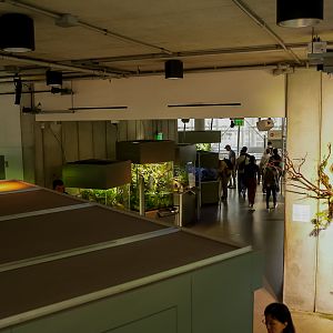 "The Understory" (Osher Rainforest Dome)