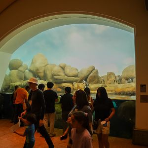 African Penguin exhibit (Tusher African Hall)