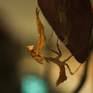 Dead Leaf Mantis