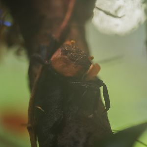 Apricot Vampire Crab