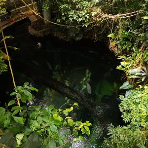 Flooded Forest view from the second floor (Osher Rainforest Dome)