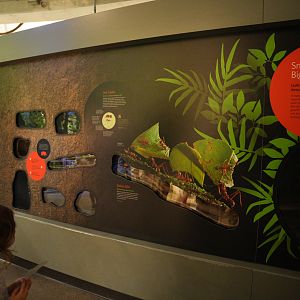 Leafcutter Ants exhibit (Osher Rainforest Dome)