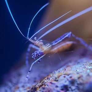 Pederson's Cleaner Shrimp