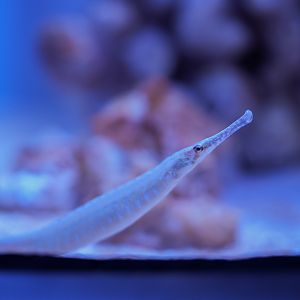 Dusky Pipefish