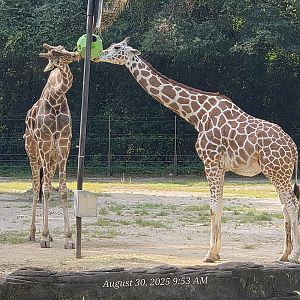 Reticulated Giraffe-Riverbanks Zoo
