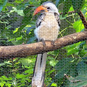 Red-Billed Hornbill-Riverbanks Zoo