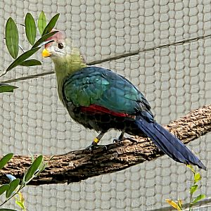 Red-Crested Turaco-Riverbanks Zoo